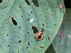 Diabroticina