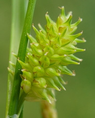 Carex oederi