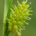 Carex oederi - Photo (c) Patrick Hacker, algunos derechos reservados (CC BY), subido por Patrick Hacker