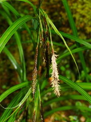 Carex geminata