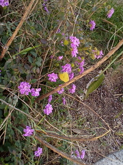Phoebis agarithe