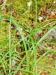 Carex geminata