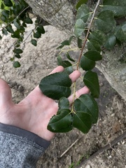 Prunus ilicifolia