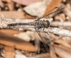 Orthetrum boumiera