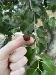 Prunus ilicifolia