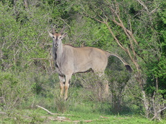 Tragelaphus oryx pattersonianus