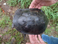 Chelodina expansa