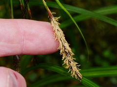Carex geminata