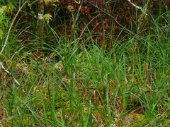 Carex geminata