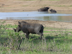 Phacochoerus africanus massaicus