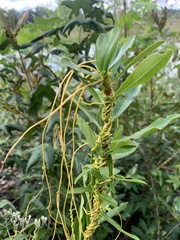 Cuscuta compacta