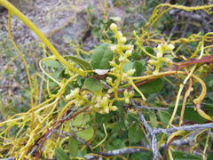 Cuscuta exaltata
