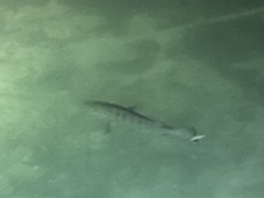 Lutjanus cyanopterus