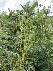 Cuscuta compacta