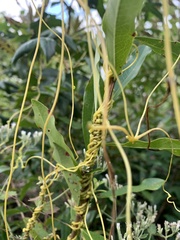 Cuscuta compacta