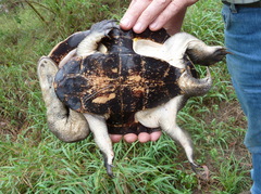 Chelodina expansa