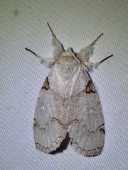 Calliteara diplozona