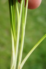 Carex oederi