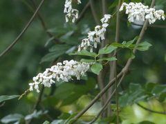 Derris scandens