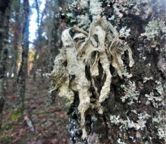 Ramalina fraxinea