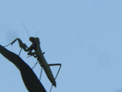 Coptopteryx gayi