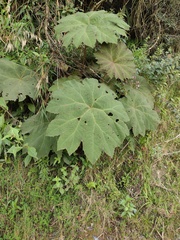 Gunnera