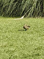 Anas platyrhynchos platyrhynchos