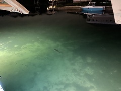 Lutjanus cyanopterus