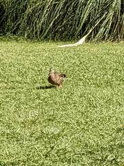 Anas platyrhynchos platyrhynchos