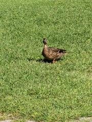 Anas platyrhynchos platyrhynchos