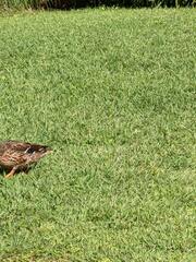 Anas platyrhynchos platyrhynchos