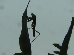 Coptopteryx gayi