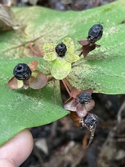 Hypericum androsaemum