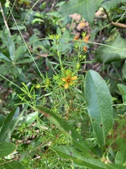 Hypericum galioides
