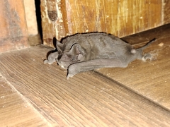 Chiroptera