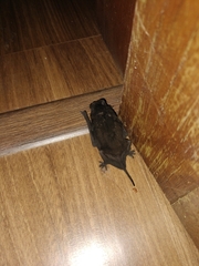 Chiroptera