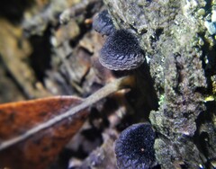 Resupinatus trichotis