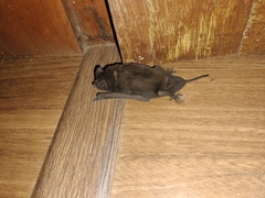 Chiroptera