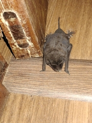 Chiroptera