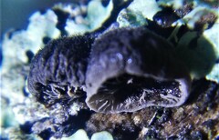 Resupinatus trichotis