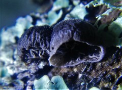 Resupinatus trichotis