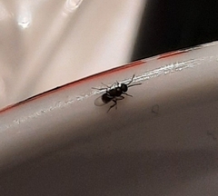 Encyrtinae