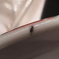 Encyrtinae