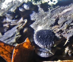 Resupinatus trichotis