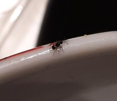 Encyrtinae