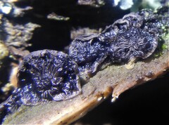 Resupinatus trichotis