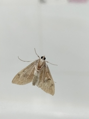Eulepidotinae