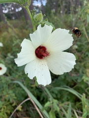 Hibiscus aculeatus