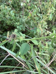 Hibiscus aculeatus