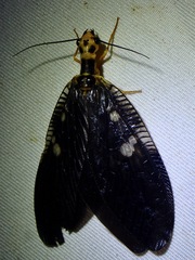 Protohermes spectabilis
